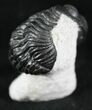 Curled Phacops Trilobite On Limestone Pedastal #25919-3